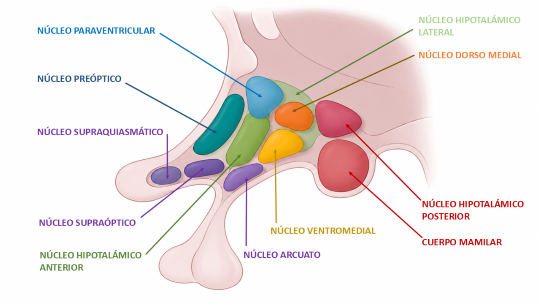 Núcleos