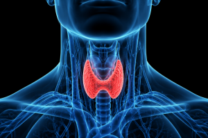 Hormonas tiroideas: cuando el metabolismo acelera o reduce su ritmo